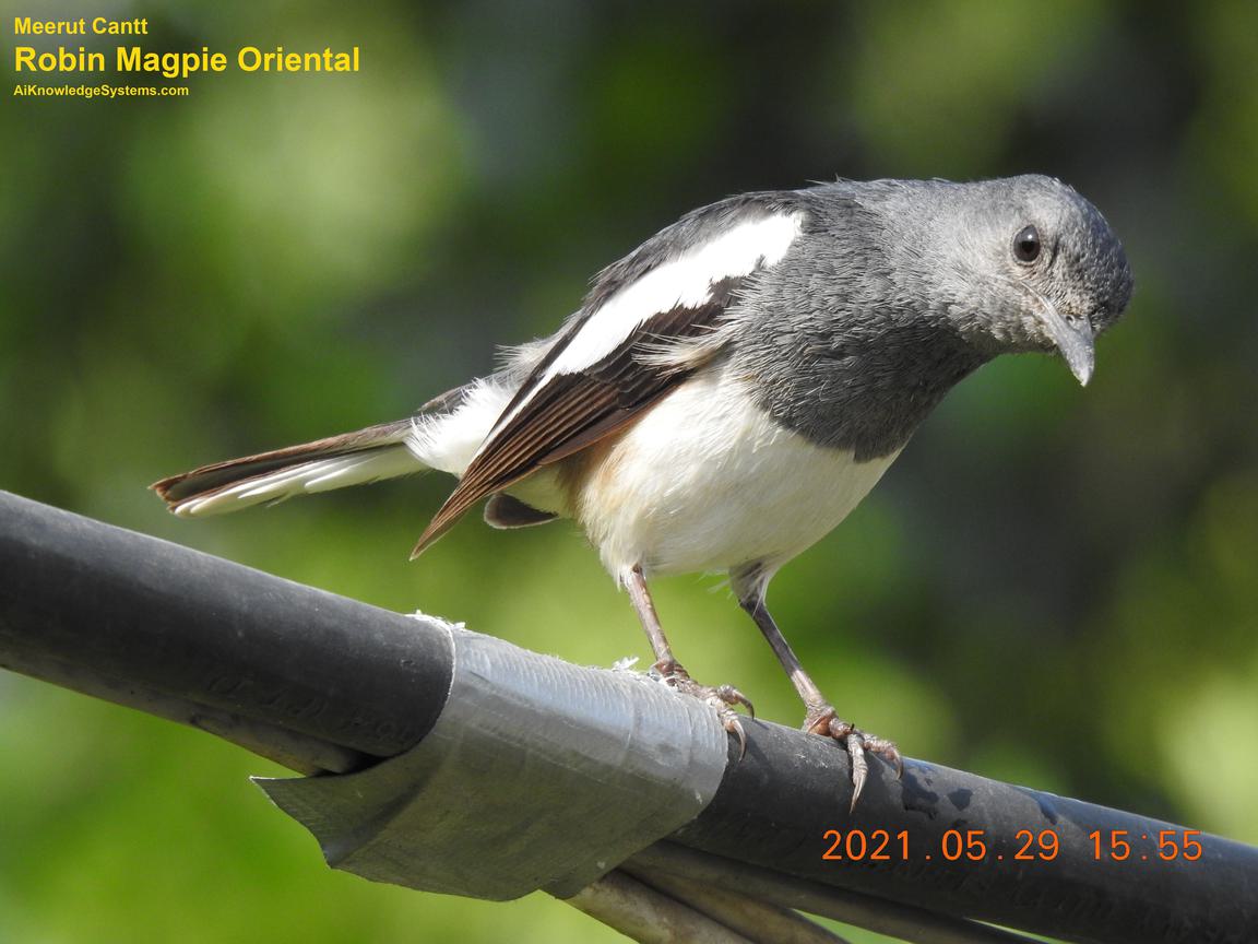 Magpie Robin (56) Coming Soon